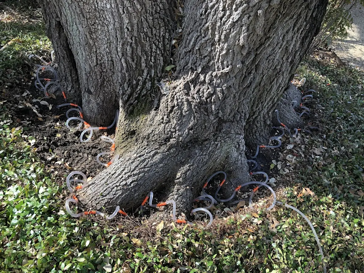 Detailed Tree Cabling and Bracing job site in San Pedro