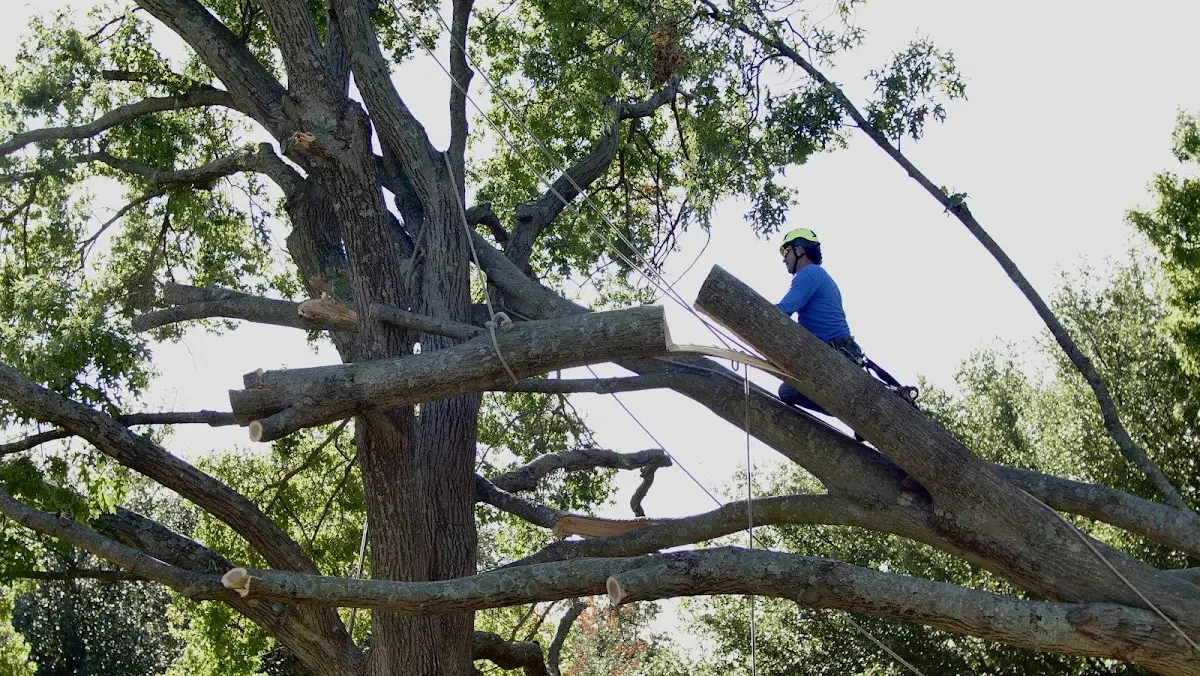 Professional Crown Thinning performed by certified arborists in San Pedro
