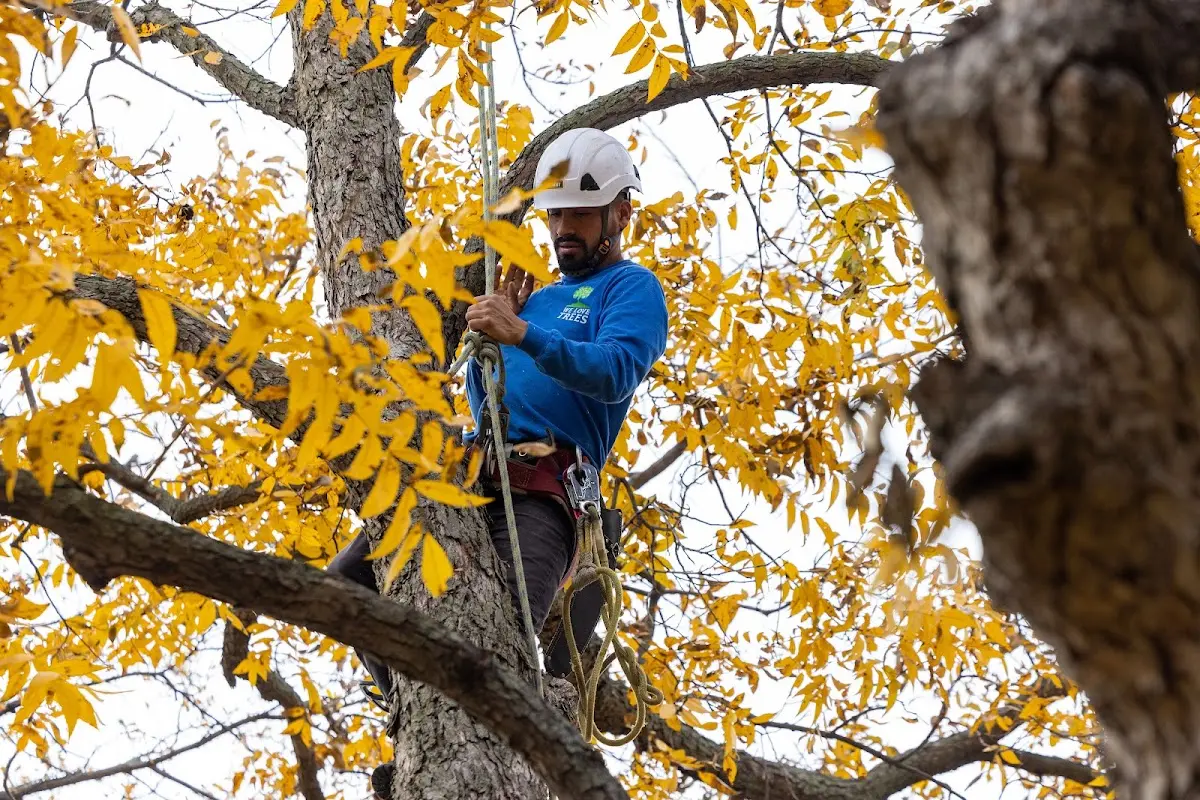 Skilled Tree Planing crew working in San Pedro